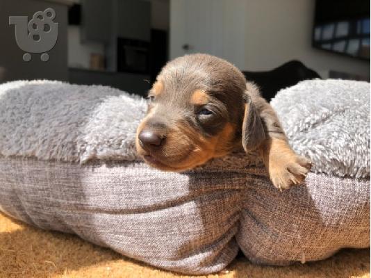 PoulaTo: AKC Dachshunds